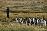 Nosso reencontro com pinguins rei em uma pinguinera na Terra do Fogo, no sul do Chile